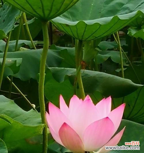 箭荷花的花语与生活中的情感表达 箭荷花的花语——寓意高洁的花朵