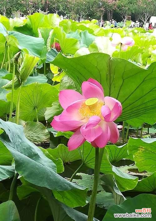 揭示荷花花语的深刻内涵 荷花花语的象征意义