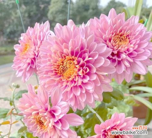 新年祝福的花有哪些?如何选择寓意吉祥的花卉?