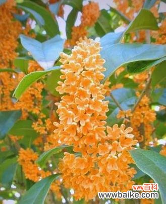 新年祝福的花有哪些?如何选择寓意吉祥的花卉?