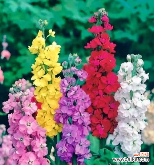 玫瑰花颜色不同意义也不同吗？玫瑰花颜色与花语372