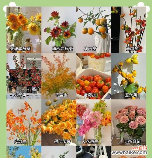 玫瑰花颜色不同意义也不同吗？玫瑰花颜色与花语372