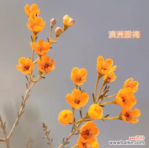 白色腊梅手捧花代表什么?白色腊梅的花语是什么?