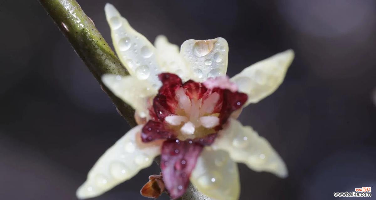 白色腊梅手捧花代表什么?白色腊梅的花语是什么?