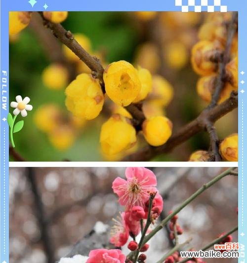 白色腊梅手捧花代表什么?白色腊梅的花语是什么?