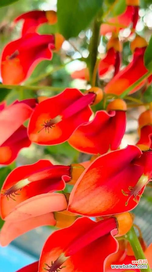 家里摆放红色的花有何寓意?它象征着什么?