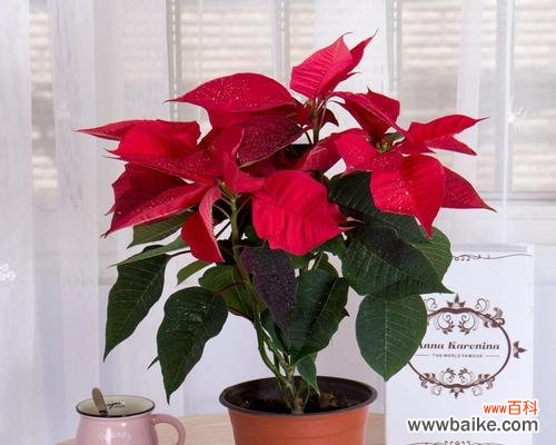 家里摆放红色的花有何寓意?它象征着什么?