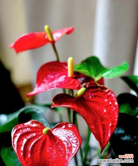 家里摆放红色的花有何寓意?它象征着什么?