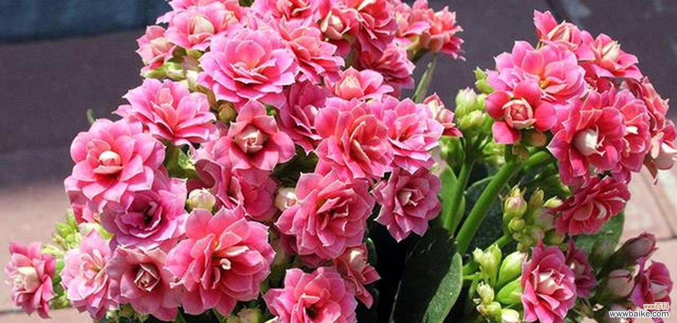 哪种花象征健康和长寿？