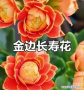 哪种花象征健康和长寿？