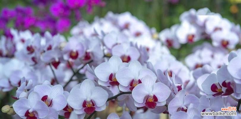 哪种花象征着好运和蒸蒸日上?