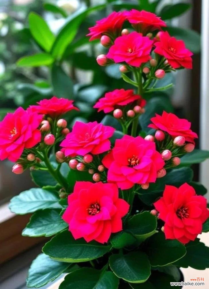 哪种花象征着好运和蒸蒸日上?