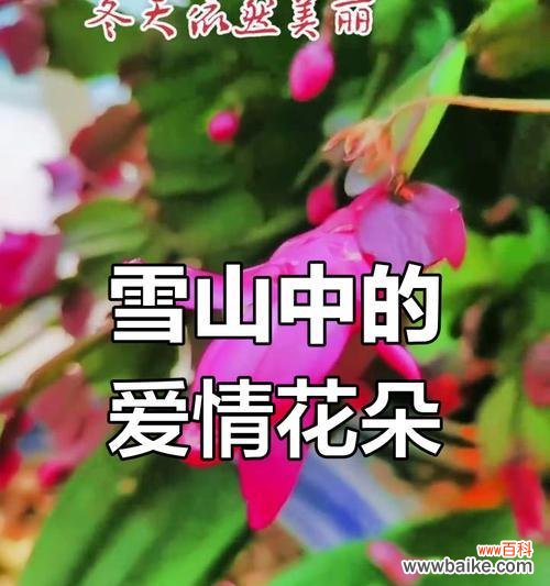 哪种花象征着同性之间的爱情?