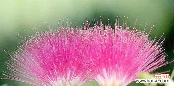 哪种花象征着同性之间的爱情?