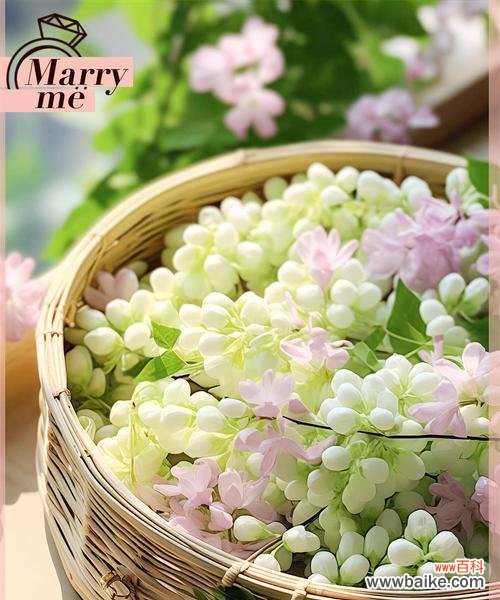 白色茉莉花象征着什么纯洁的含义?