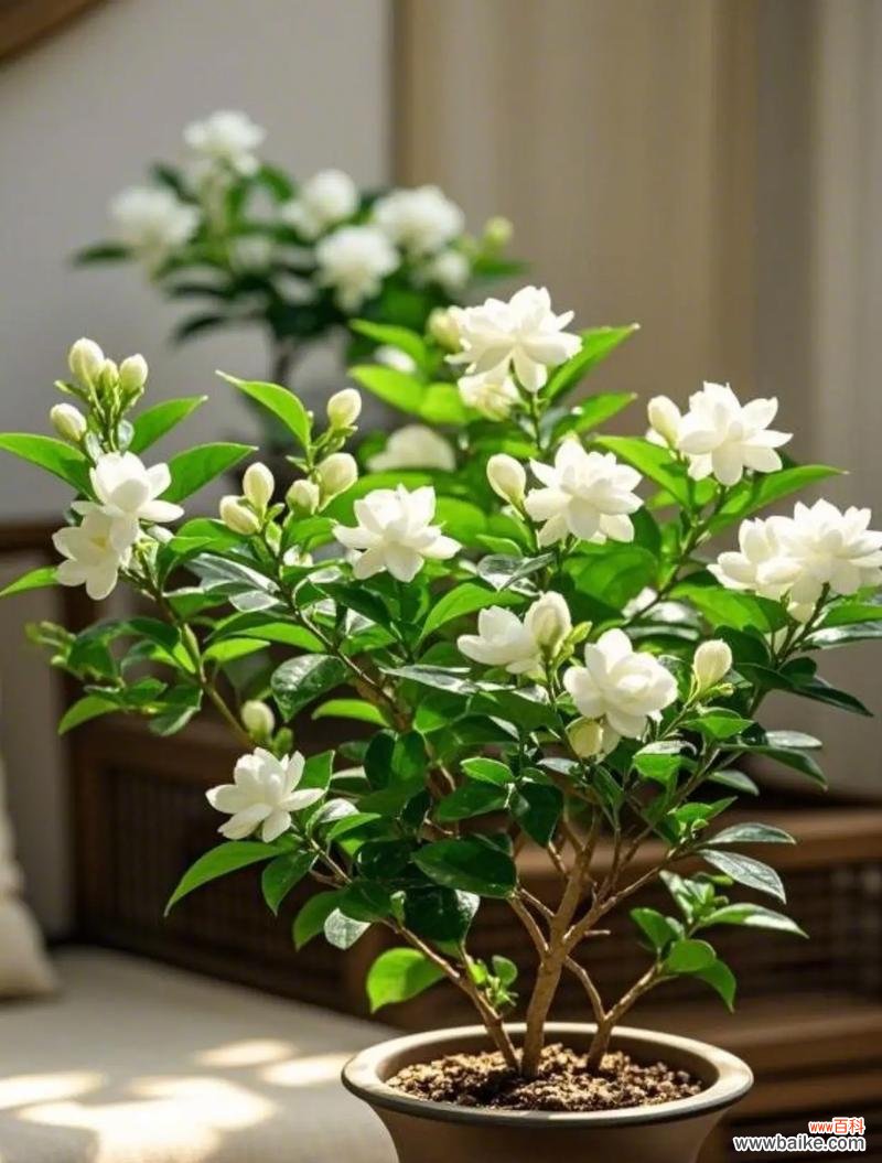 白色茉莉花象征着什么纯洁的含义?