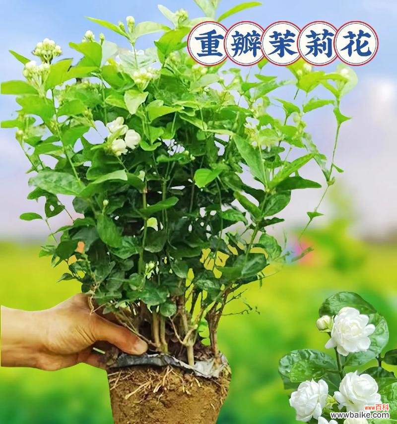白色茉莉花象征着什么纯洁的含义?