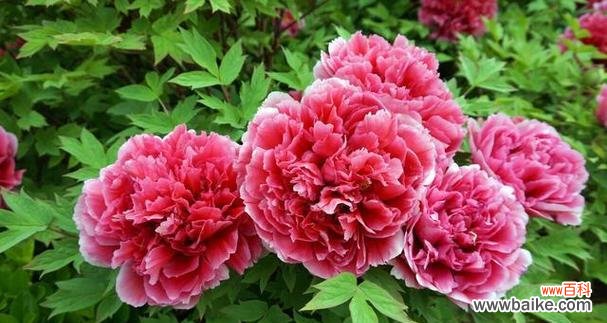 哪些花象征结婚幸福？结婚时应该选择哪种花？