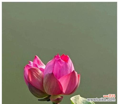 哪些花象征结婚幸福？结婚时应该选择哪种花？