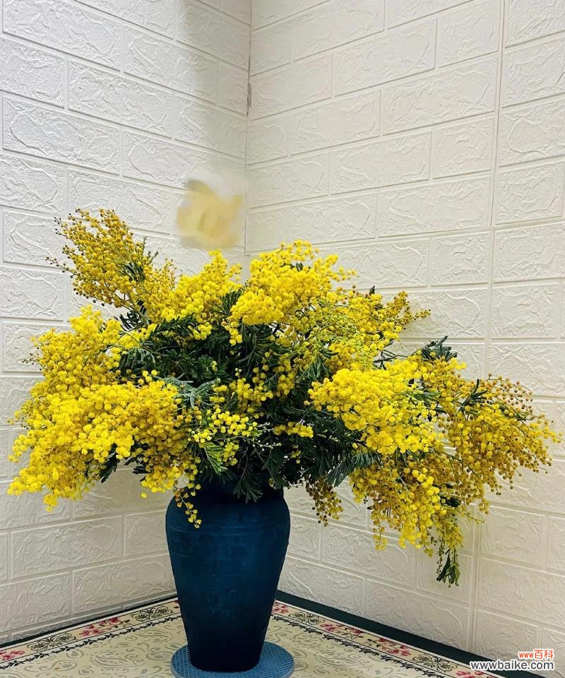 花的颜色有哪些象征意义?不同颜色的花代表什么?