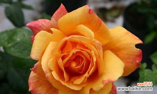 金色月季花代表了什么？