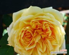 金色月季花代表了什么？