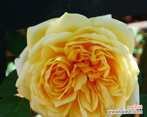 金色月季花代表了什么？