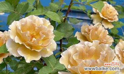 金色月季花代表了什么？