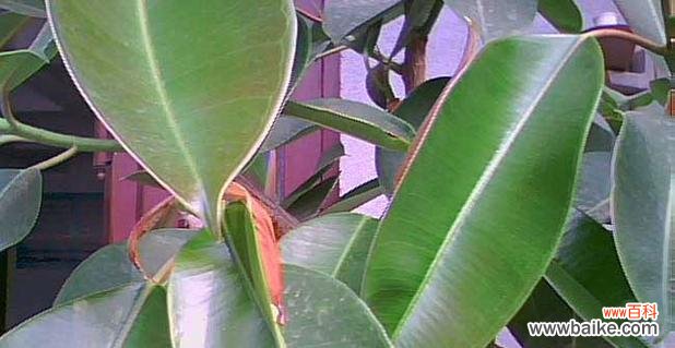 探寻橡皮树背后的隐含哲理 橡皮树的象征意义与寓意