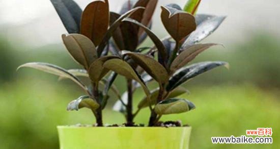 探寻橡皮树背后的隐含哲理 橡皮树的象征意义与寓意