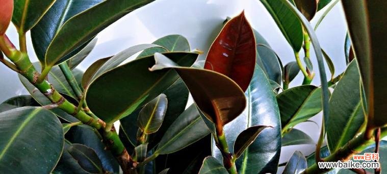 探寻橡皮树背后的隐含哲理 橡皮树的象征意义与寓意