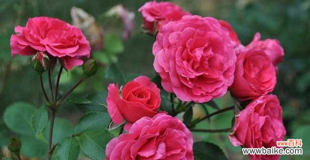 探索友谊花的不同种类及其象征意义，感受友谊的温暖和力量 友谊花的美好象征与深刻意义