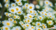 揭示小雏菊花语的深刻象征与美好寓意 小雏菊的花语传递的意义是什么？