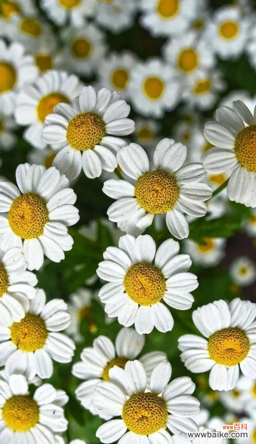 探寻小雏菊在文化和艺术中的意义 小雏菊的含义与象征——生命的坚韧与希望