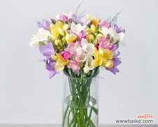 传递优雅与高尚的象征——小苍兰花 小苍兰花的花语与意义