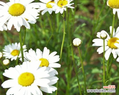 探索小雏菊的美丽与意义 小雏菊的花语与寓意