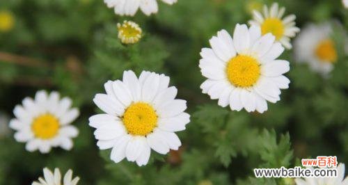 探寻小雏菊的花语与意义 小雏菊花语及其寓意