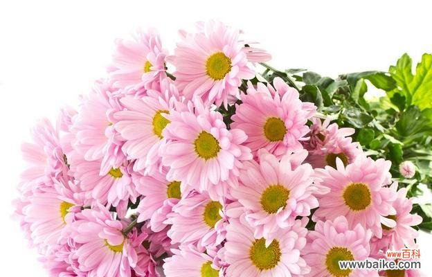 探寻小雏菊的花语与意义 小雏菊花语及其寓意