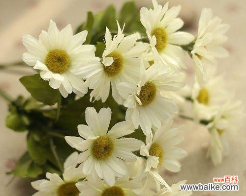 传递希望和勇气的小雏菊 小雏菊的寓意与意义