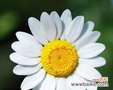 探寻小雏菊花朵的意义与象征 小雏菊