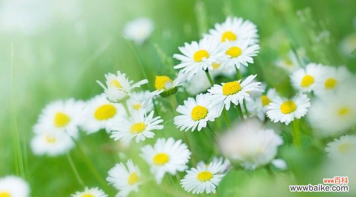 探寻小雏菊的花语和心灵的寓意 小雏菊花语的象征与意义