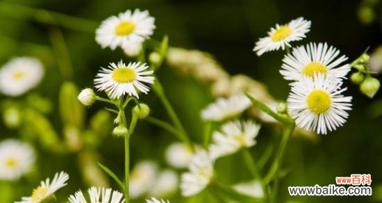探寻小雏菊的花语和心灵的寓意 小雏菊花语的象征与意义