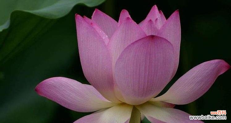 解读荷花的寓意与文化内涵 荷花的象征意义及美丽之韵