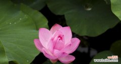 解读荷花的寓意与文化内涵 荷花的象征意义及美丽之韵