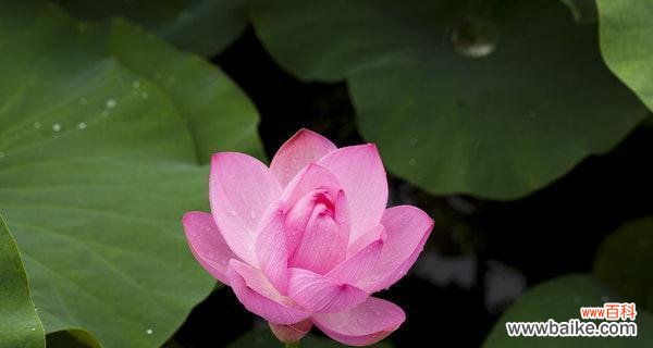 解读荷花的寓意与文化内涵 荷花的象征意义及美丽之韵