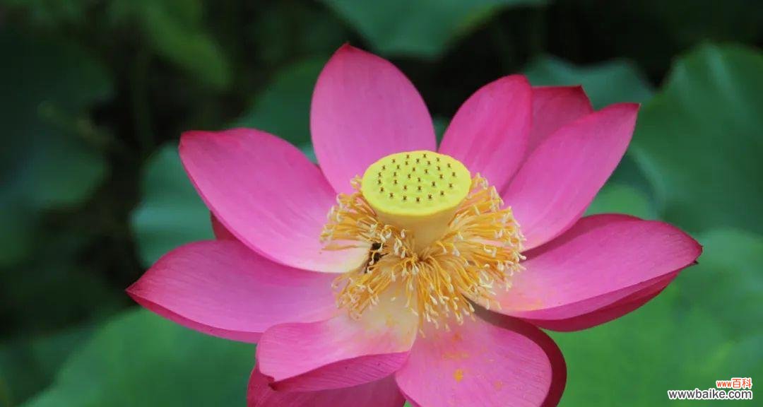 美丽与坚韧并存的自然力量 荷花