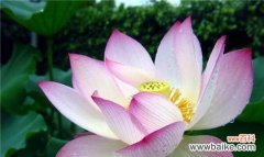 美丽与坚韧并存的自然力量 荷花