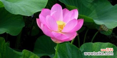 美丽与坚韧并存的自然力量 荷花