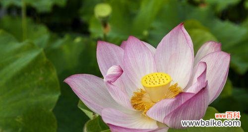 探寻荷花的象征意义 荷花