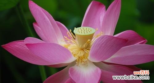 荷花之美与人心之善的共鸣 荷花的象征意义及其相关人物形象探析